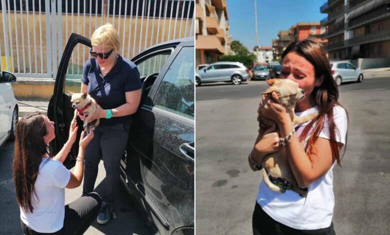 Little Chihuahua Reunited With Her Family After 8 Years Of Separation