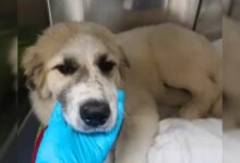A Miracle Occurred Just In Time To Save An Injured Dog From Euthanasia