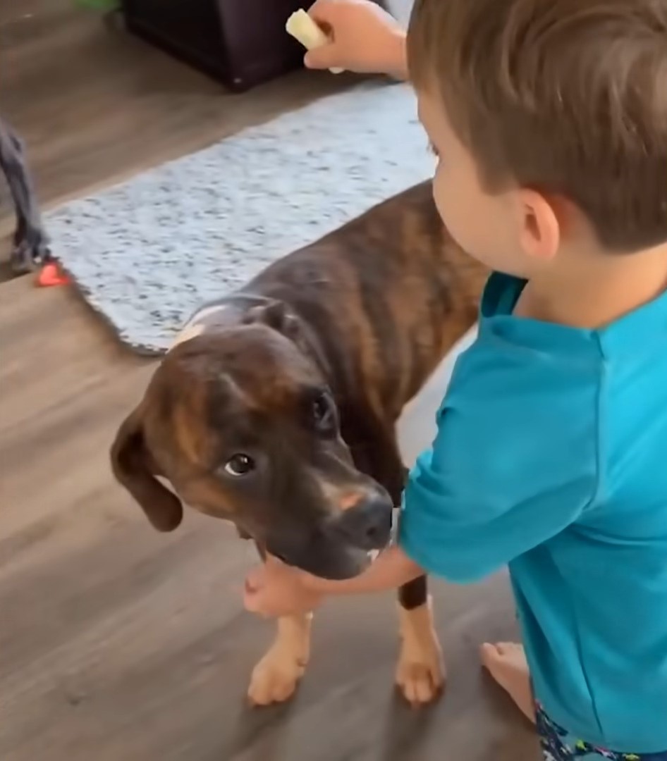 boy playing with dog indoors