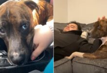 This Dad Was Reluctant About Adopting A Shelter Dog Until He Actually Met Him