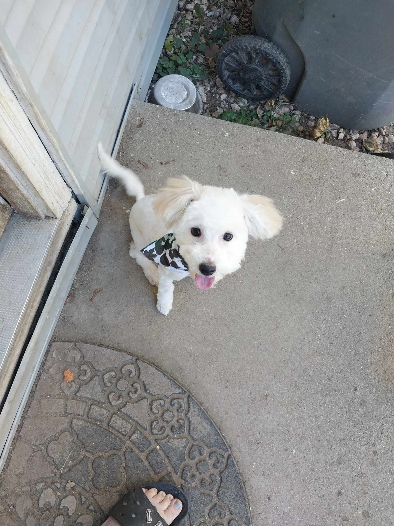 tiny dog sitting on front porch