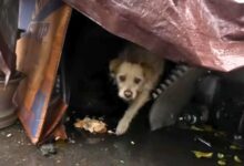 Dog Who Lived In A Junkyard His Whole Life Finally Gets His Own Home