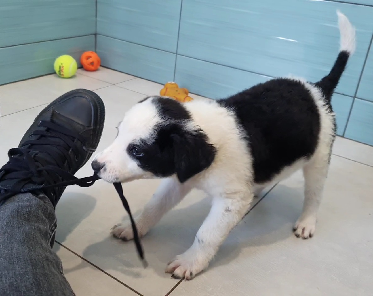 puppy biting mans shoe