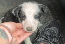 Tiny Puppy Found On The Side Of A Road Becomes Shelter Sweetheart