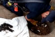 Firefighters Saved These Puppies Only To Learn That They Were Not Puppies