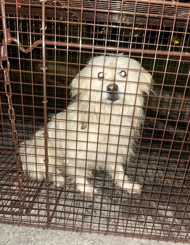 portrait of a shaggy white dog in a cage