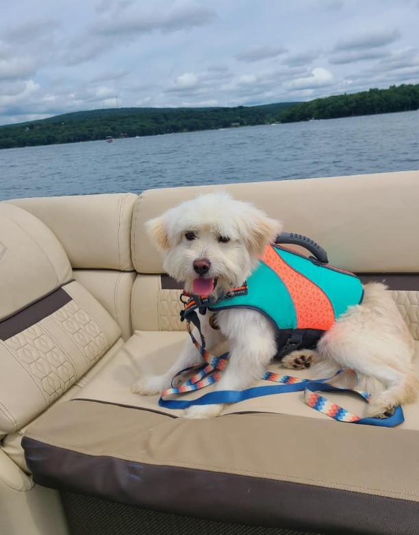a smiling dog with a seat belt rides a boat