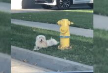Abandoned Dog Doesn’t Want To Leave The Fire Hydrant Where He Last Saw His Owner