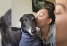 Couple Gives Home To Racing Greyhound, Then Comes A Heartbreak