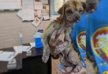 Starving Dog Was Eating Garbage To Survive Until Her Rescuers Saved Her
