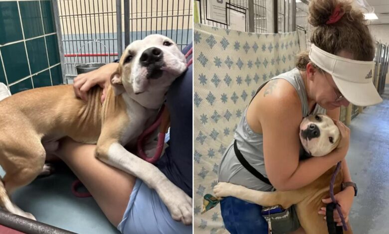 This Shelter Dog Loves Hugging People In Hopes That Someone Will Adopt Him