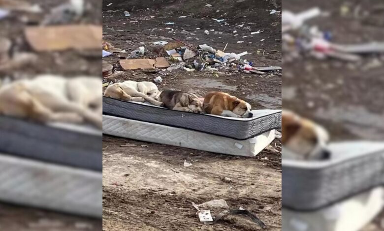 Sweet Puppy Trio Rescued From A Dumpsite Reunite A Year Later To Take This Photo