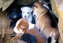 Rescuers Were Shocked When They Found 10 Small Puppies Living In A Rock Cave
