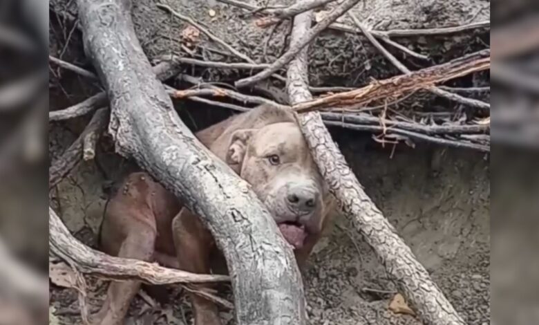 Scared Pittie Was Hiding In The Woods After Being Abused For Most Of His Life