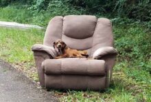Abandoned Dog Left With A Sofa Is Still Hoping His Owner Would Return