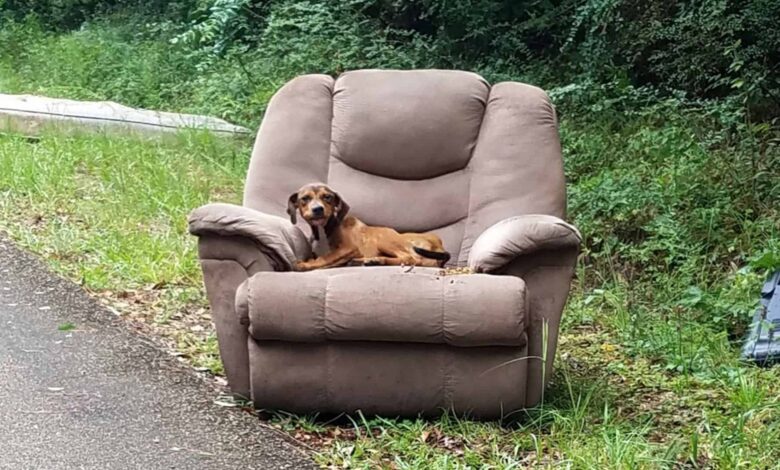 Abandoned Dog Left With A Sofa Is Still Hoping His Owner Would Return
