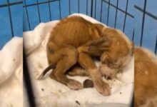 Abandoned Puppy Who Was Living In A Box Has An Amazing Transformation