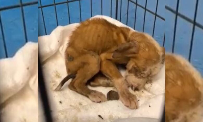 Abandoned Puppy Who Was Living In A Box Has An Amazing Transformation