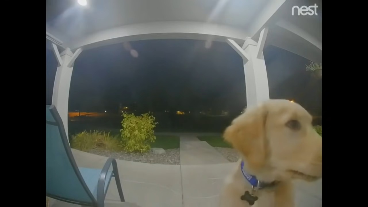 dog standing in front of the house