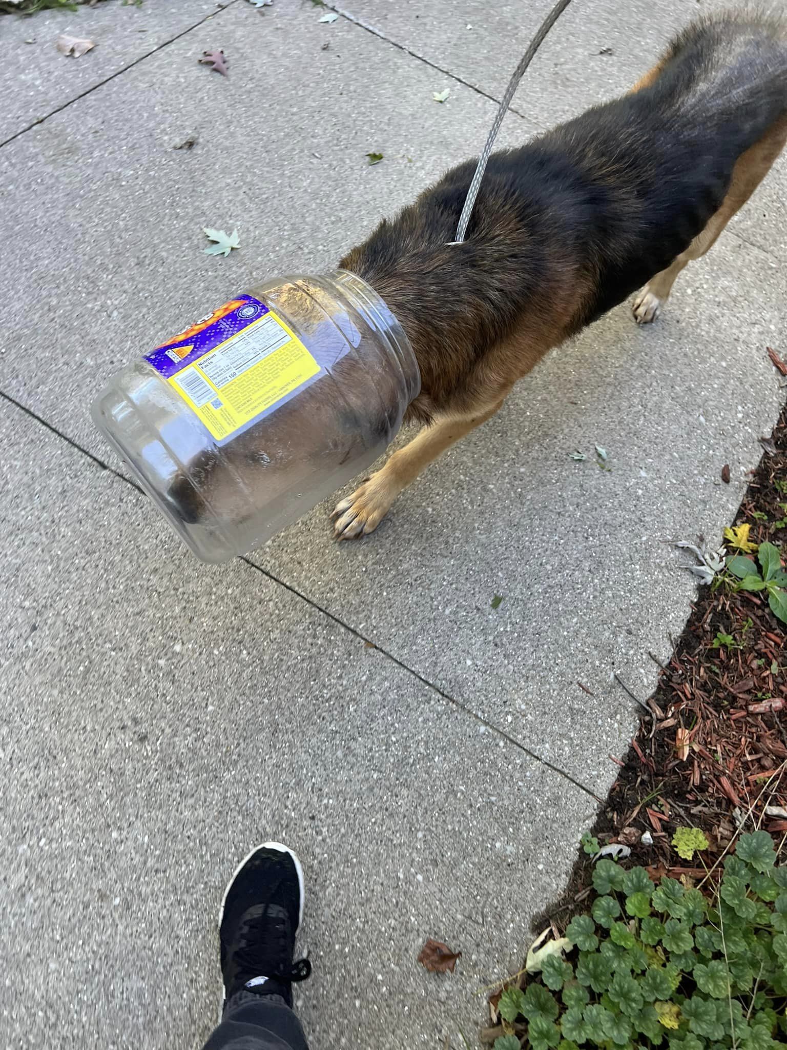 dog walking with jar on its head