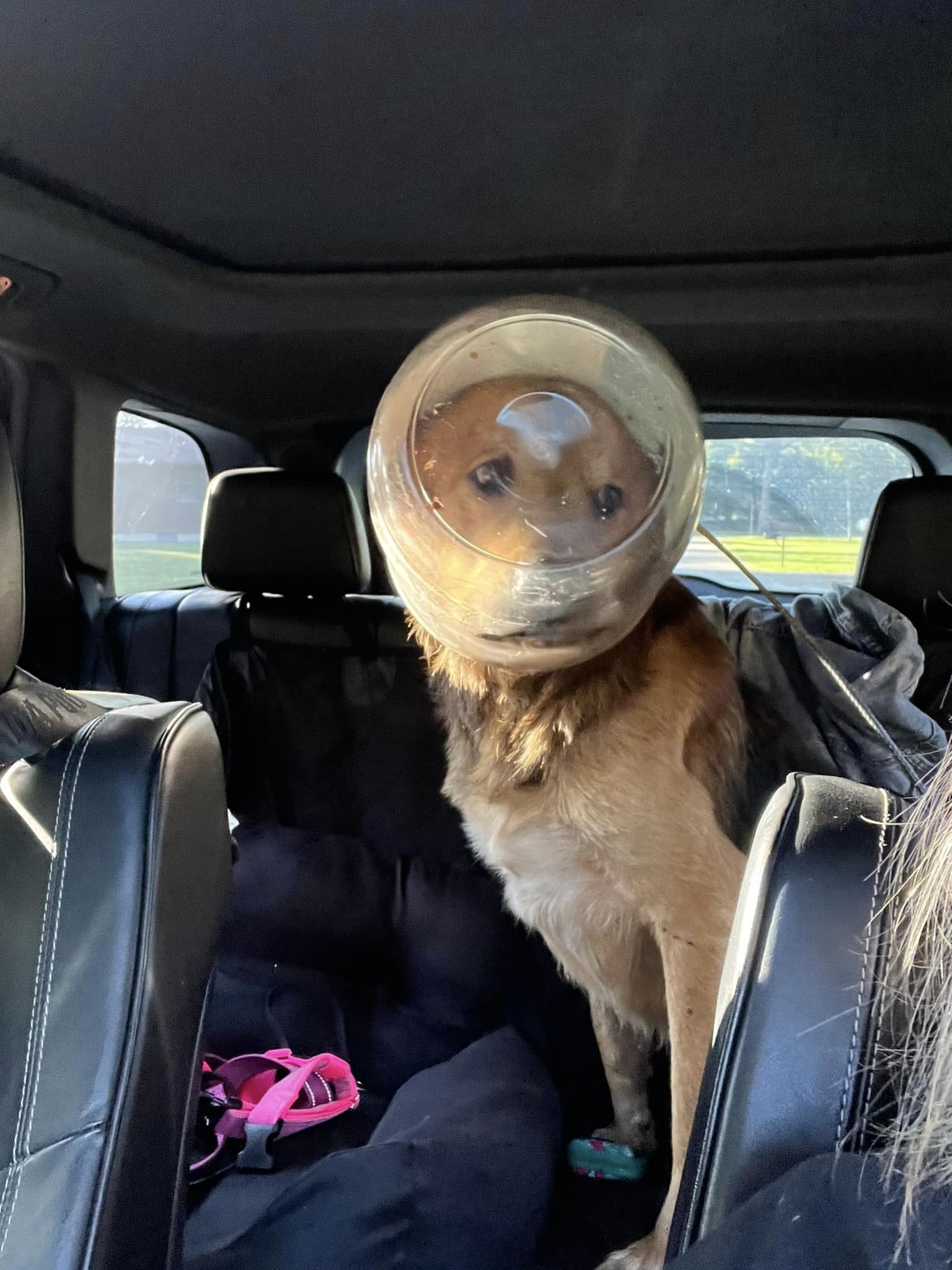 dog sitting on a back seat of the car with jar on his head