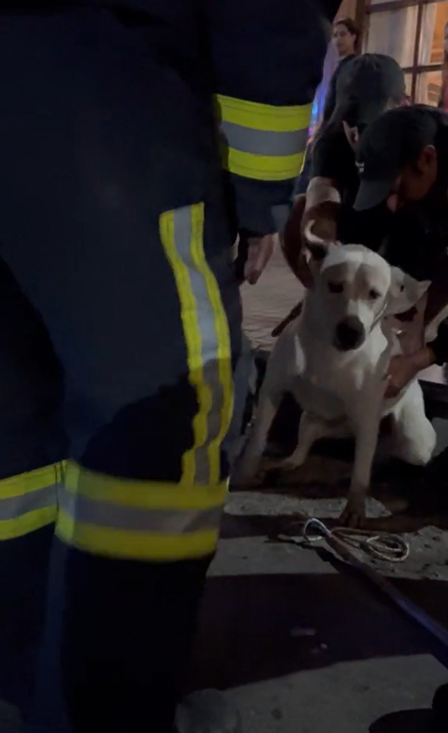 fireman and saved dog