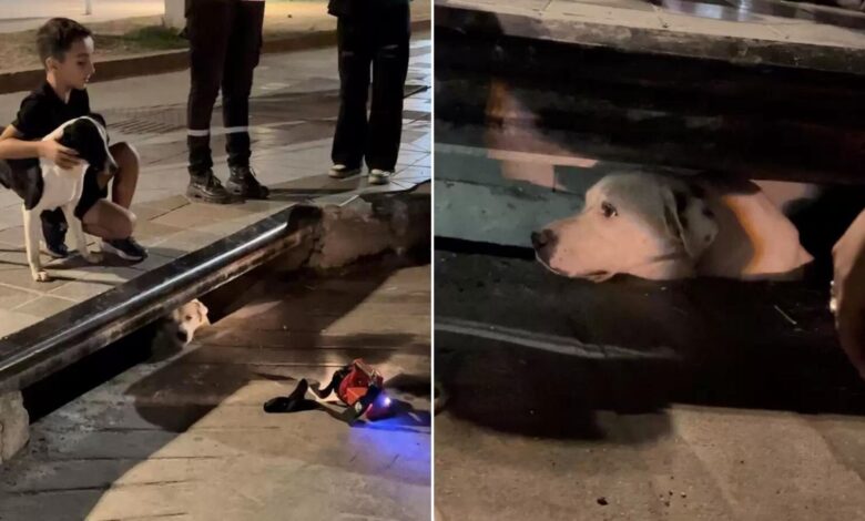 The Reason Behind This Stray Dog Barking By Sewer Drain Will Shock You