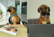 Workers Adopt A Stray Dog, He Soon Becomes The Face Of A Company