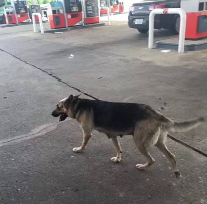 dog set at the gas station