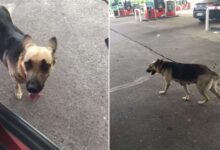 German Shepherd Mom Dumped At The Gas Station Cries For Help