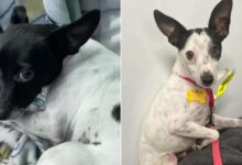 Two Rescuers Work Tirelessly To Reunite Long-Lost Doggo Siblings