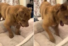 After 8 Long Years On A Chain, This Blind Dog Finally Gets His Own Bed