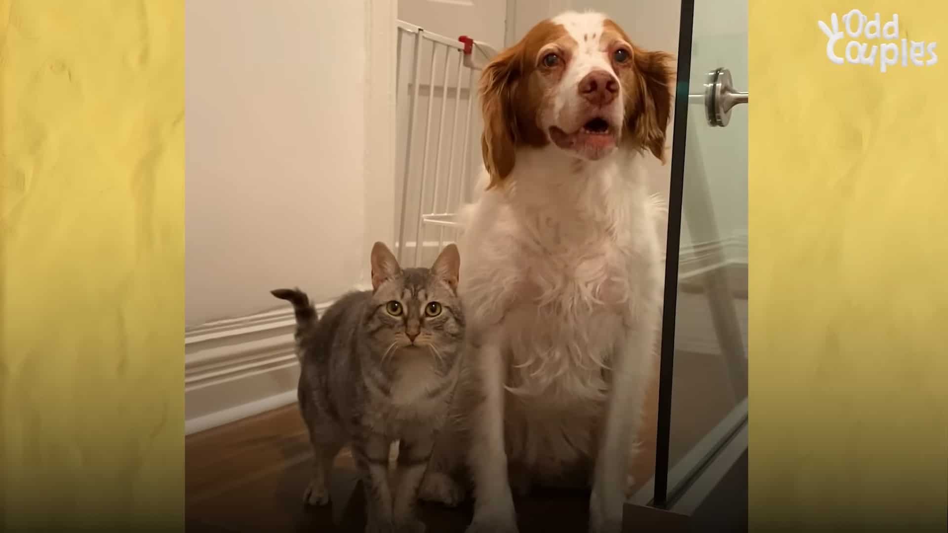 dog and cat standing close to each other in house