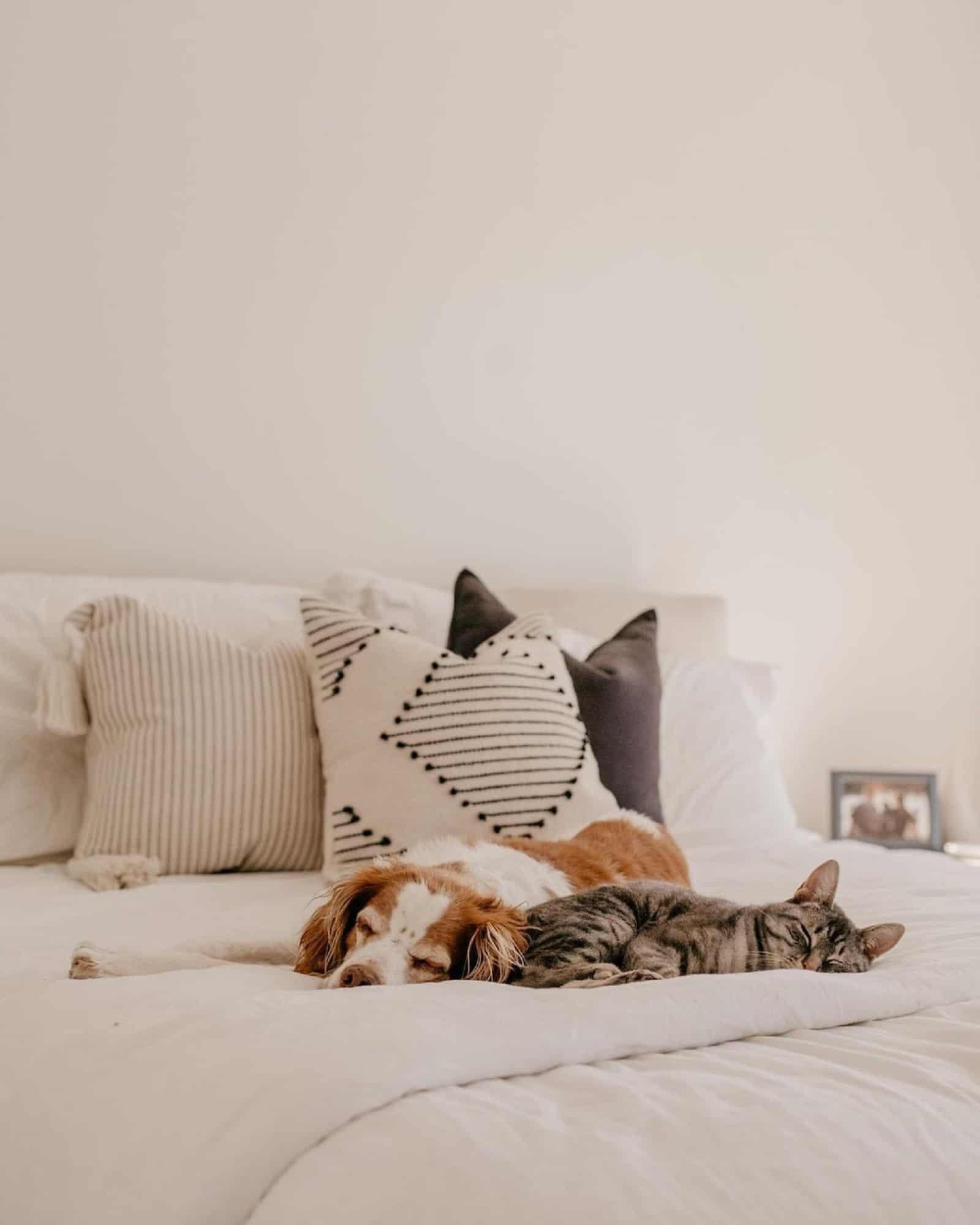 dog and cat sleeping together on the bed
