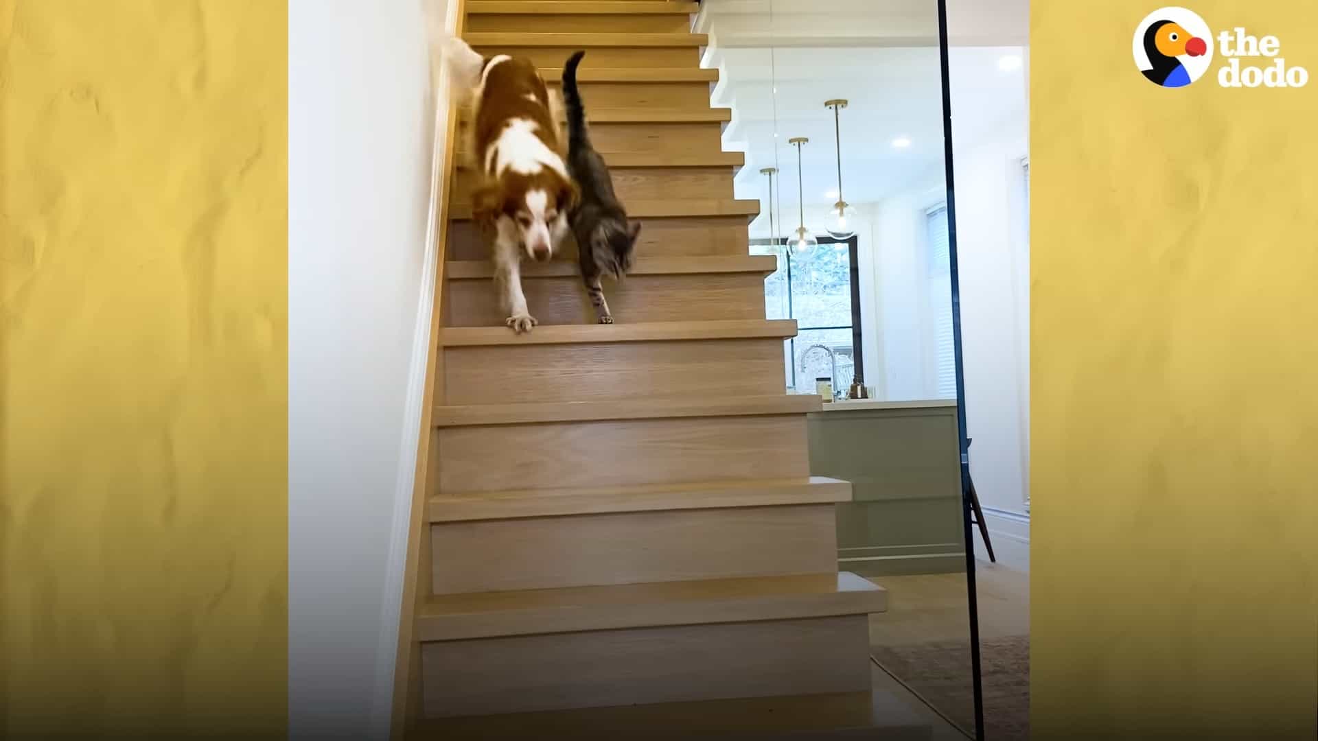 cat and dog walking on stairs in house