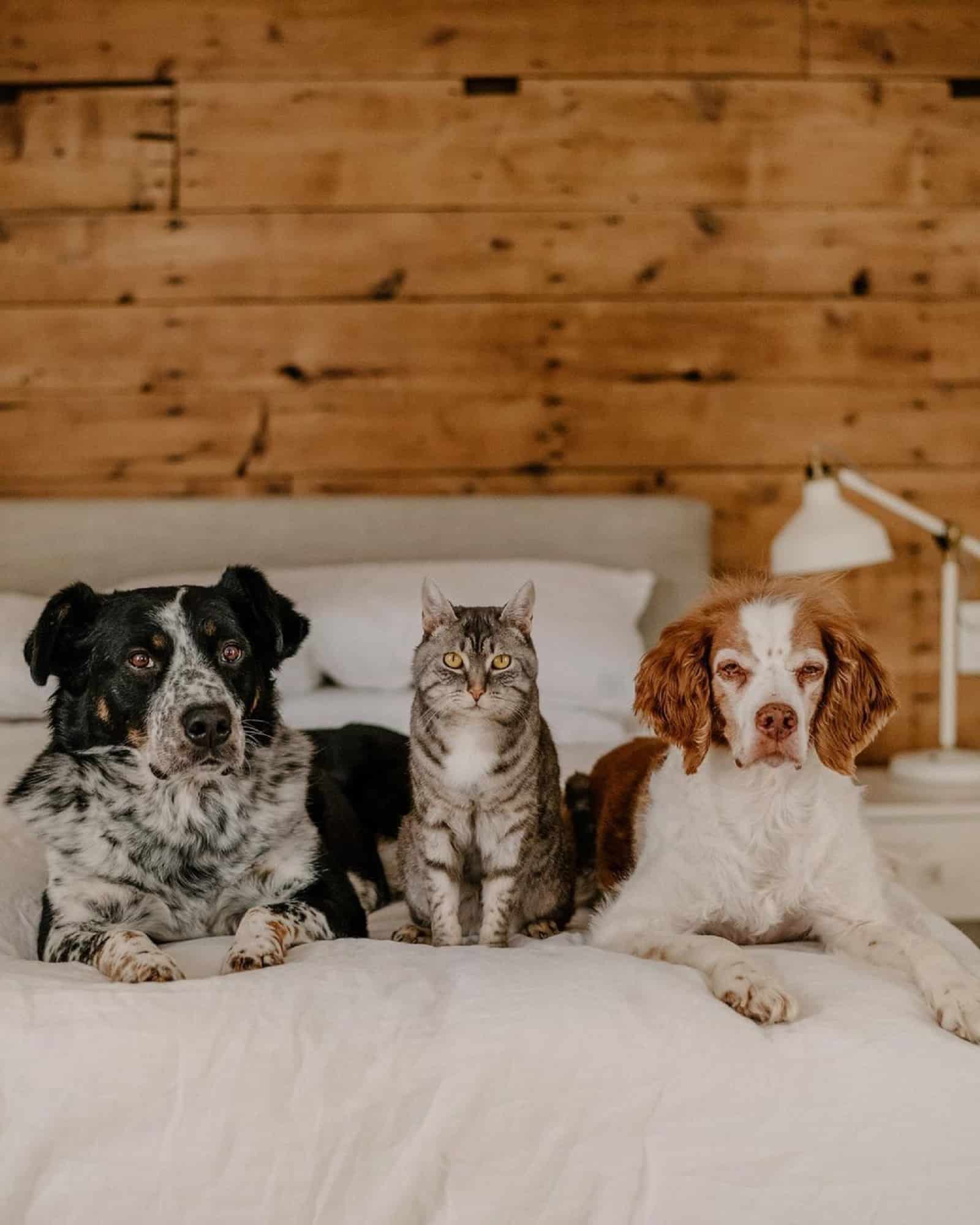two dogs and cat lying on the bed together