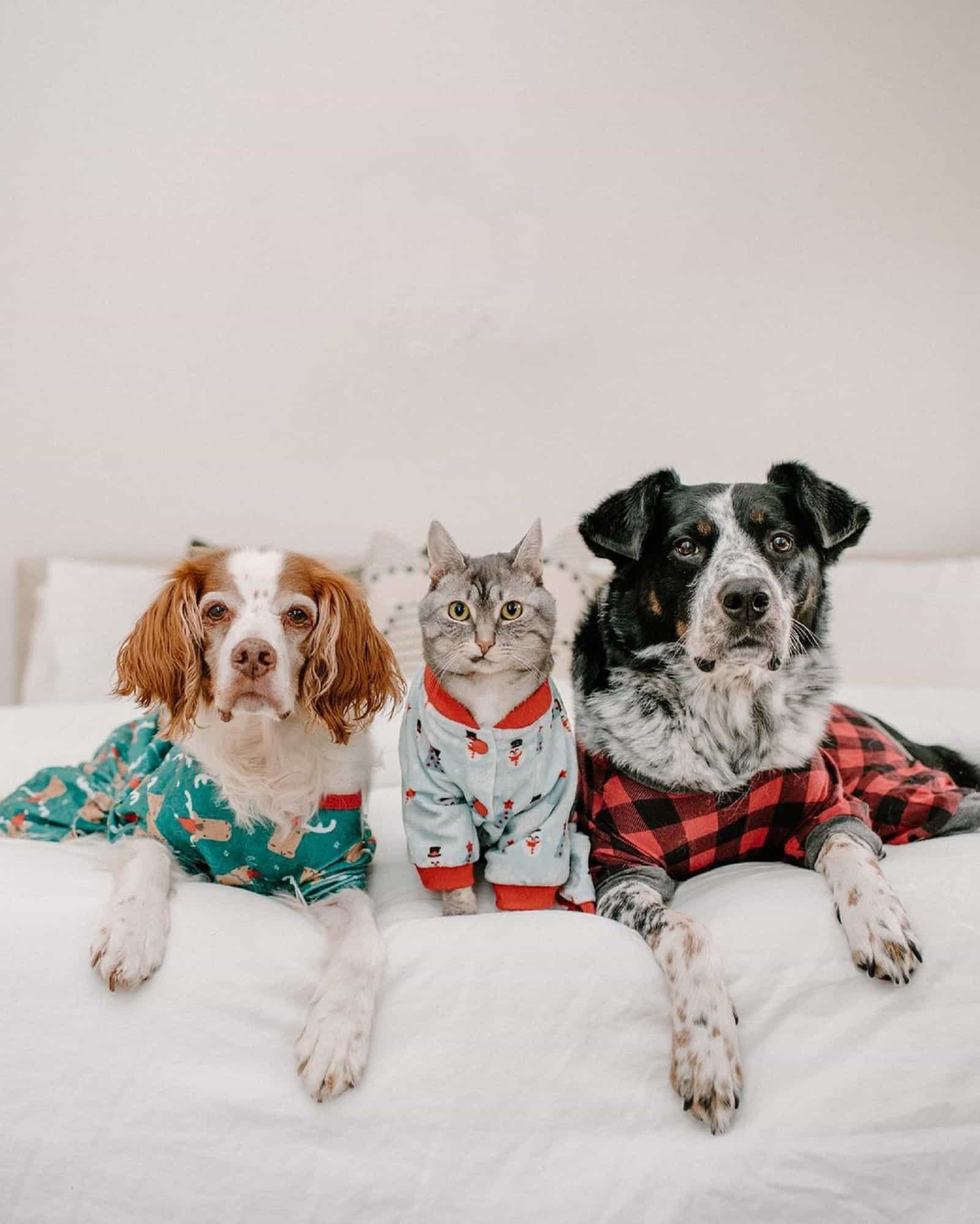 two dogs and cat in pajamas lying on the bed