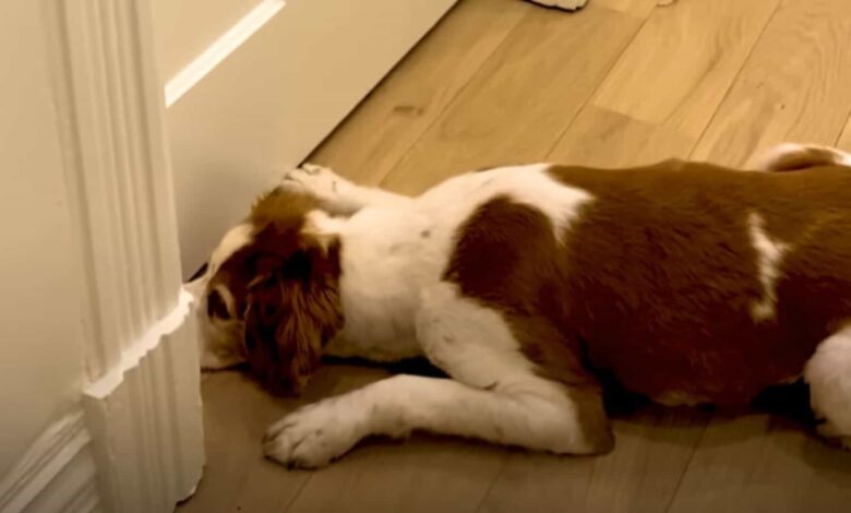 Dog Patiently Waits By The Bedroom To Meet His New Best Friend