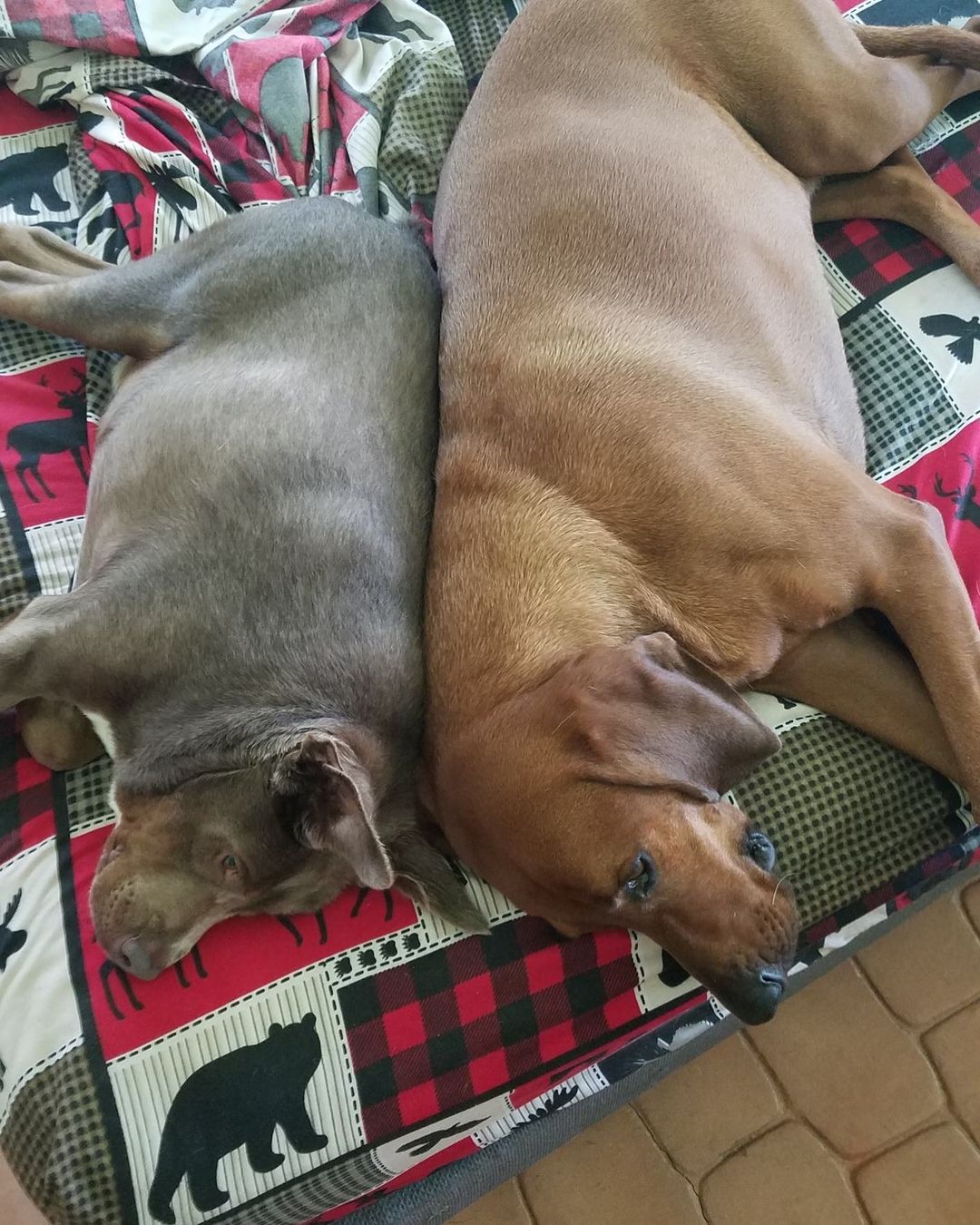 two dogs laying together