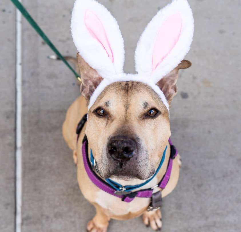 cute dog standing in front of the camera with bunny ears