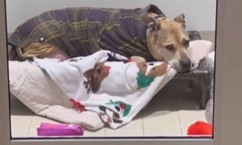 Senior Dog Battling With Cancer Gets Home After Almost 10 Years Of Solitude
