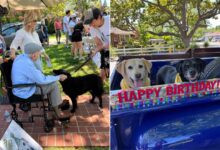 Giant-Hearted Dog Lover Spends His 100th Birthday With Over 200 Dogs