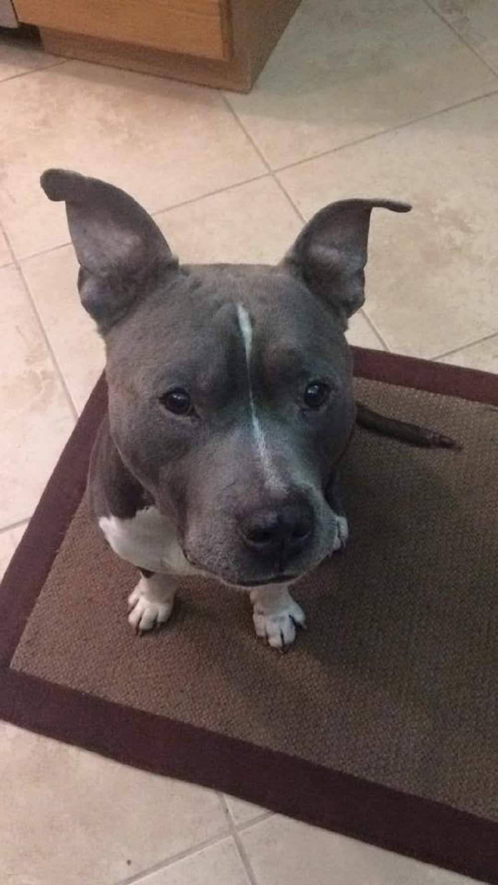 pitbull dog sitting on the  rug