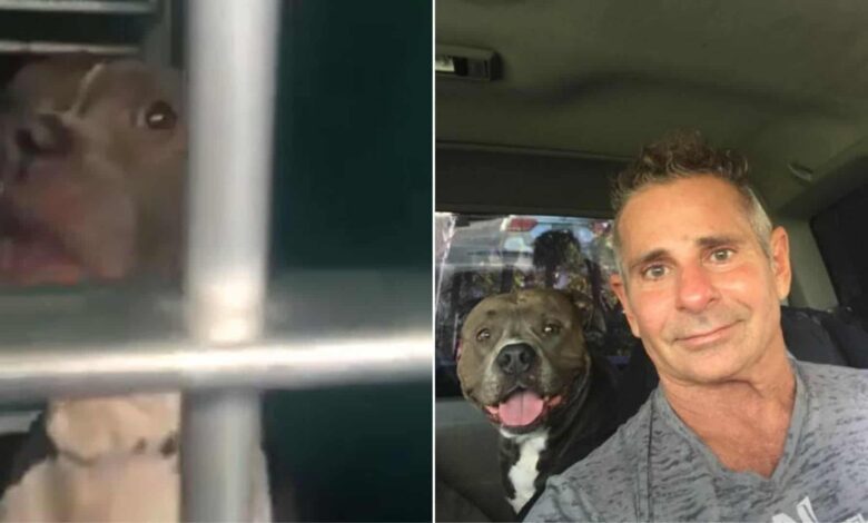 Man Finds His Stolen Dogs Just Days Before He Was About To Be Euthanized