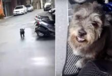 Missing Dog Cries Out In Happiness After Reuniting With Her Owner