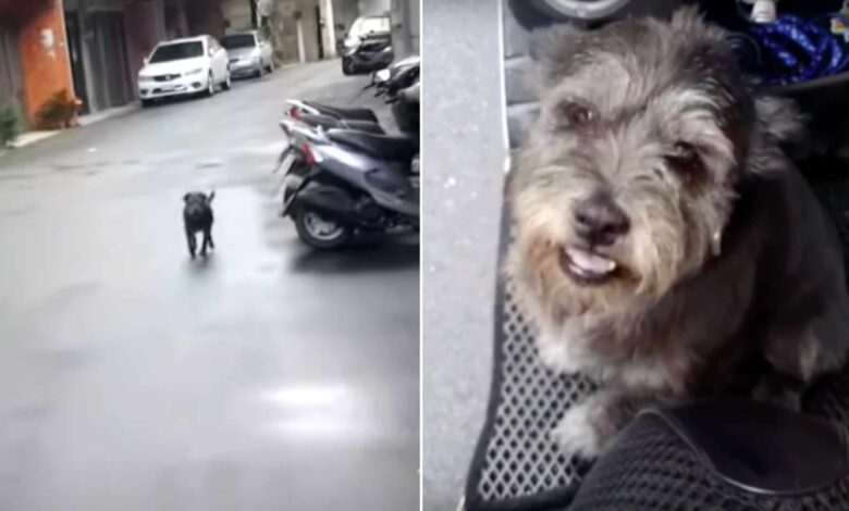 Missing Dog Cries Out In Happiness After Reuniting With Her Owner
