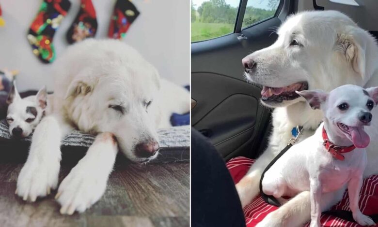 Tiny Dog Finds Comfort In A New Friend After Losing His Best Bud In The World