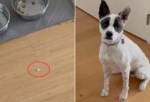 Dog Who Thought He Outsmarted His Owner Had No Idea What Was Really Going On