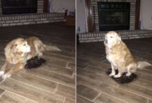 Watch This Golden Retriever’s Cute Reaction After Receiving A Small Dog Bed