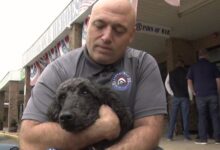 Long Island Marine Veteran Surprised With Service Dog In Honor Of Veterans Day